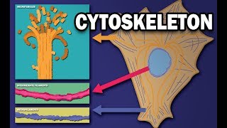 THE CYTOSKELETON  MICROTUBULES INTERMEDIATE FILAMENTS MICROFILAMENTS [upl. by Odnomor]