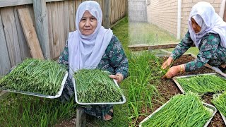 How to grow chive آموزش کاشت گندنه یا تره کیف تزرع الثوم المعمر [upl. by Enelaj]