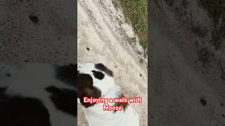 enjoying a walk with Moose guardog saintbernard short doglover cutedog [upl. by Ecenahs127]