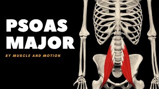 The Psoas Major Muscle Origin Insertion and Actions [upl. by Samled]