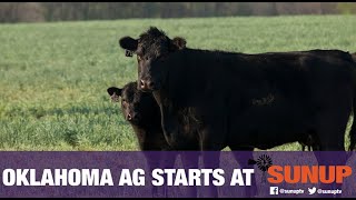 CowCalf Corner  Replacement Heifers amp Breeding Schedules 42421 [upl. by Sissie215]