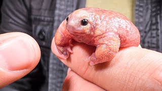 Pink Creature from Down Under Rare Turtle Frog [upl. by Hanavas]