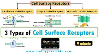 3 Types of Cell Surface Receptors Ion Channel Linked Receptors Enzyme Linked Receptors and GPCR [upl. by Giannini]