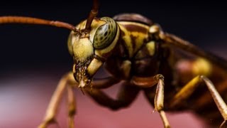 Macro Photography  Hornet  Studio shot  walkthrough [upl. by Aracot542]