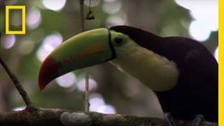 Birds of Paradise  Toucan  National Geographic [upl. by Shamrao]