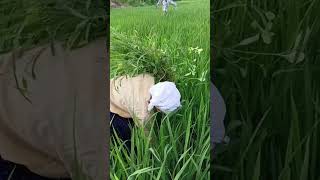 Grass weed farming nature Rinaroshan valo garden shortsyoutube short [upl. by Riocard906]