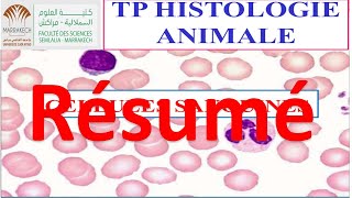 Résumé TP histologie  CELLULES SANGUINES  svtu FSSM s1 [upl. by Sanson]