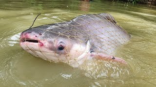 Cast Net Fishing  Net Fishing  Best Net Fishing Video [upl. by Nohpets626]