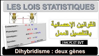 Génétique 5  Les lois statistiques  Cas de Dihybridisme  Darija  BIOF ET ARABE [upl. by Ettedranreb49]