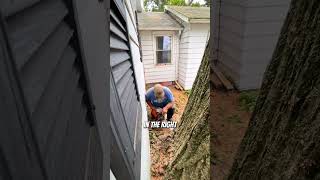 Cutting down a dangerous 200yearold tree treefelling logging arborist [upl. by Adnileb]