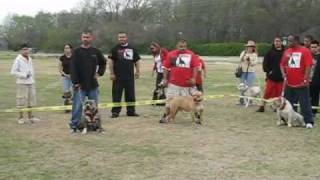 Dtownbullyscom DOMINO Dallas Tx [upl. by Orimisac]