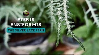 Pteris Ensiformis The silver lace Fern [upl. by Jozef]