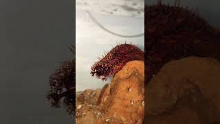 Induced Spawning in Brown Sea Cucumber Part 1  Wet laboratory [upl. by Annasor167]