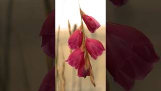 Botanical Marvels Exposed  Dierama pulcherrimum AKA Angels Fishing Rod  The RHS [upl. by Eldredge]