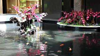 Indoor Japanese Koi Pond by Okeanos Aquascaping [upl. by Orten]