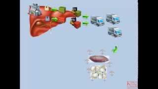 Lipids and Lipoproteins  Part 3 Endogenous Pathway [upl. by Nnitsuj]