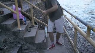 snook fishing Ortona locks Florida [upl. by Kenn]