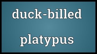 Duckbilled platypus Meaning [upl. by Lraep648]