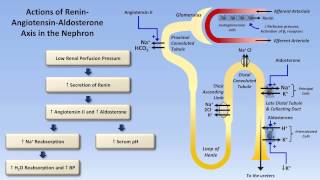 Sodium and Potassium Metabolism Renin Angiotensin Aldosterone and ADH [upl. by Ailana]