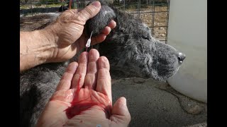 DOG EAR HEMATOMA BLOOD DRAINING  DO IT YOURSELF AT HOME [upl. by Zoha]