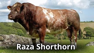 Raza bovina Shorthorn Origen evolución y Características [upl. by Winwaloe476]