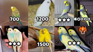 বাজরিগার পাখির দাম 2024  পাখি পালন  Budgerigar Bird price In Bangladesh 2024 [upl. by Kcitrap]