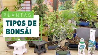 Tipos de bonsái especies y estilos  Plantas en VERDECORA [upl. by Natam]