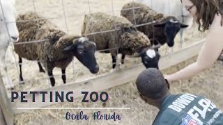 PETTING ZOO in Ocala Florida [upl. by Akcired866]