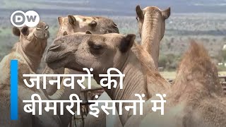 जानवरों से फैलते वायरसों की रोकथाम कैसे करें Zoonosis research what will cause the next pandemic [upl. by Dduj]