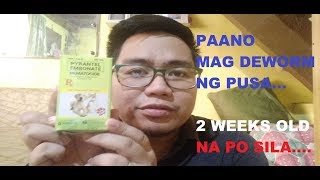 PAANO MAG DEWORM NG PUSA  NEMATOCIDE FOR CATS 5th vlog [upl. by Anileve]