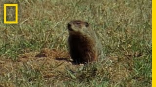 Groundhog Forecasters  National Geographic [upl. by Mobley]