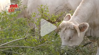 Exemple dagroforesterie appliquée en élevage charolais [upl. by Dustan]