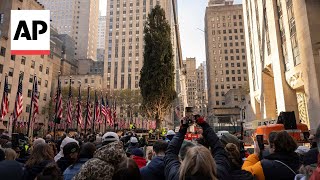 Rockefeller Center Christmas Tree arrives in New York City [upl. by Ridley]