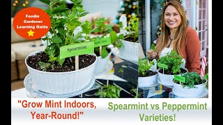 Grow Mint Indoors Spearmint and Peppermint Plant Varieties Foodie Gardener Shirley Bovshow [upl. by Addy]