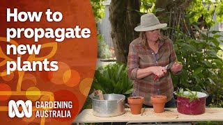 How to propagate new plants for the next growing season  Gardening 101  Gardening Australia [upl. by Atsyrt]