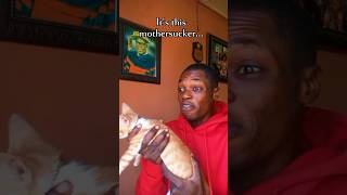 Weird Animal comedy funny skit SpeedMcqueen1 voiceover cat kitty [upl. by Neitsirhc]