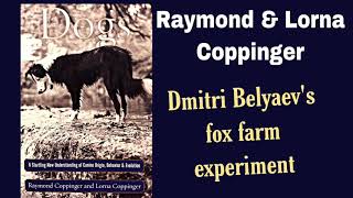 Belyaev’s Fox Farm Experiment The evolution of wolves into dogs [upl. by Acinnor738]