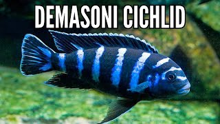 How to Keep the Most Aggressive African Cichlid the Demasoni Cichlid [upl. by Aitat]