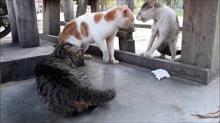 Cats Ridiculous Fight [upl. by Moazami]