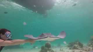 Stingray City dive site Grand Cayman 042114 [upl. by Pickett]