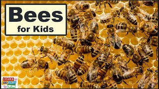 Facts About Bees [upl. by Ynnig]