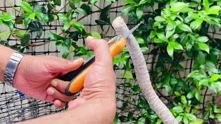 How to propagate Dracaena Marginata  Stem Cuttings of Dracaena Black Knight Plant of the Week [upl. by Aneehsat]