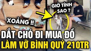 Dắt thú cưng ĐI MUA ĐỒ chủ XỊT KEO khi chú chó XÔ ĐỔ 3 BÌNH GỒM trị giá hơn 200 TRIỆU  Tin 3 Phút [upl. by Coleman274]