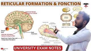 Reticular Formation  Functions of Reticular System CNS Physiology [upl. by Nakre]