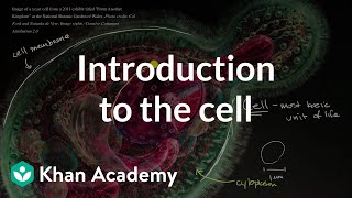 Introduction to the cell  Cells  High school biology  Khan Academy [upl. by Leesa]