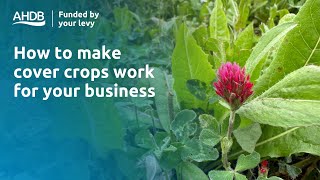 How to make cover crops work for your business – Strategic Cereal Farms results 2023 [upl. by Oralle]