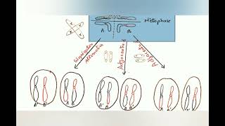 les anomalies chromosomiques de nombre et de structure cytogénétique [upl. by Peirsen]