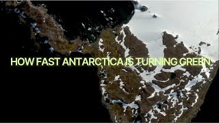 how fast Antarctica is turning green [upl. by Enomor]