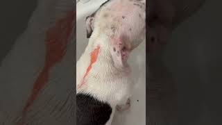 Clean doggies now dog doglover puppy staffie bathtime clean cute fyp [upl. by Allan]