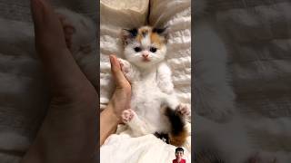 Cute kitten pets cat kitten cute cutecat pets funny [upl. by Aicella]